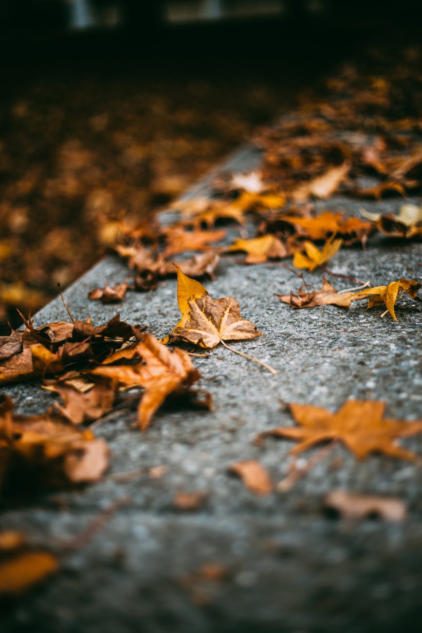 selective focus photography of maple leaf on gray surface